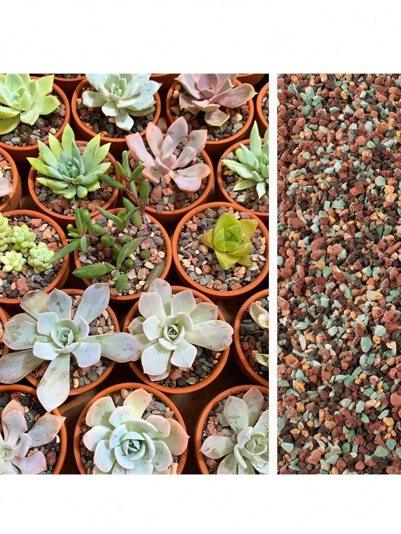 Cactus Mix Pot - Mix Tuinbouw Lavasteen Kiezels Puimsteen Oppotten