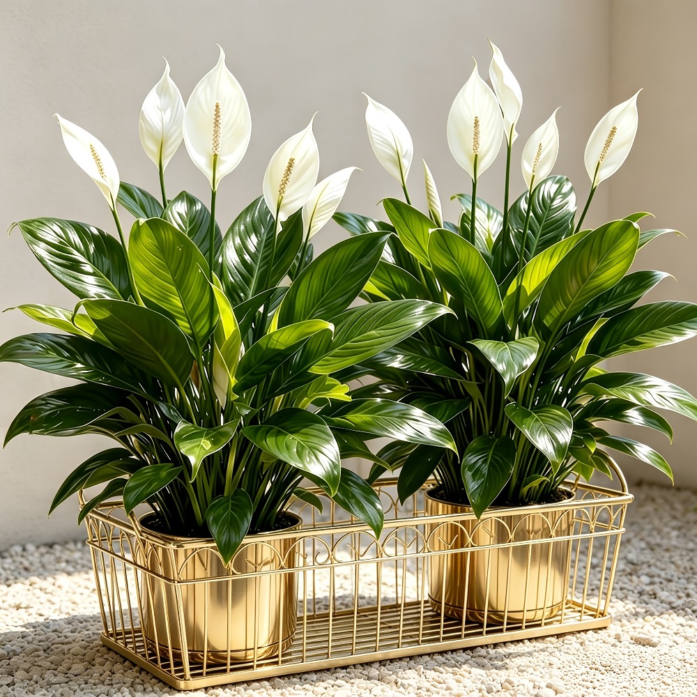 2-delige, hoogwaardige, grote  - Peace Lily White recensie en prijs