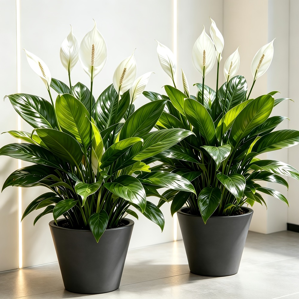 2-delige, hoogwaardige, grote  - Peace Lily White recensie en prijs